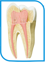 dente